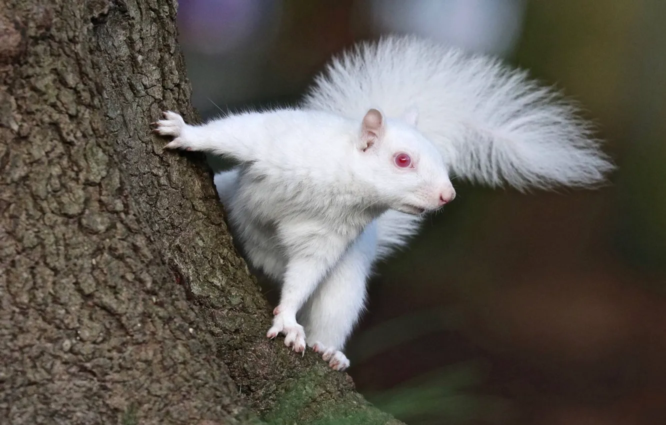 Мышь альбинос красивые фото и картинки