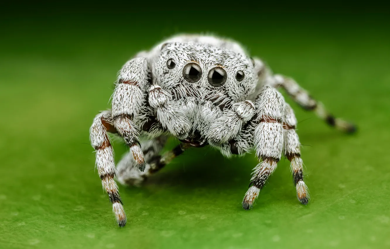 Белый паук красивые фото и картинки