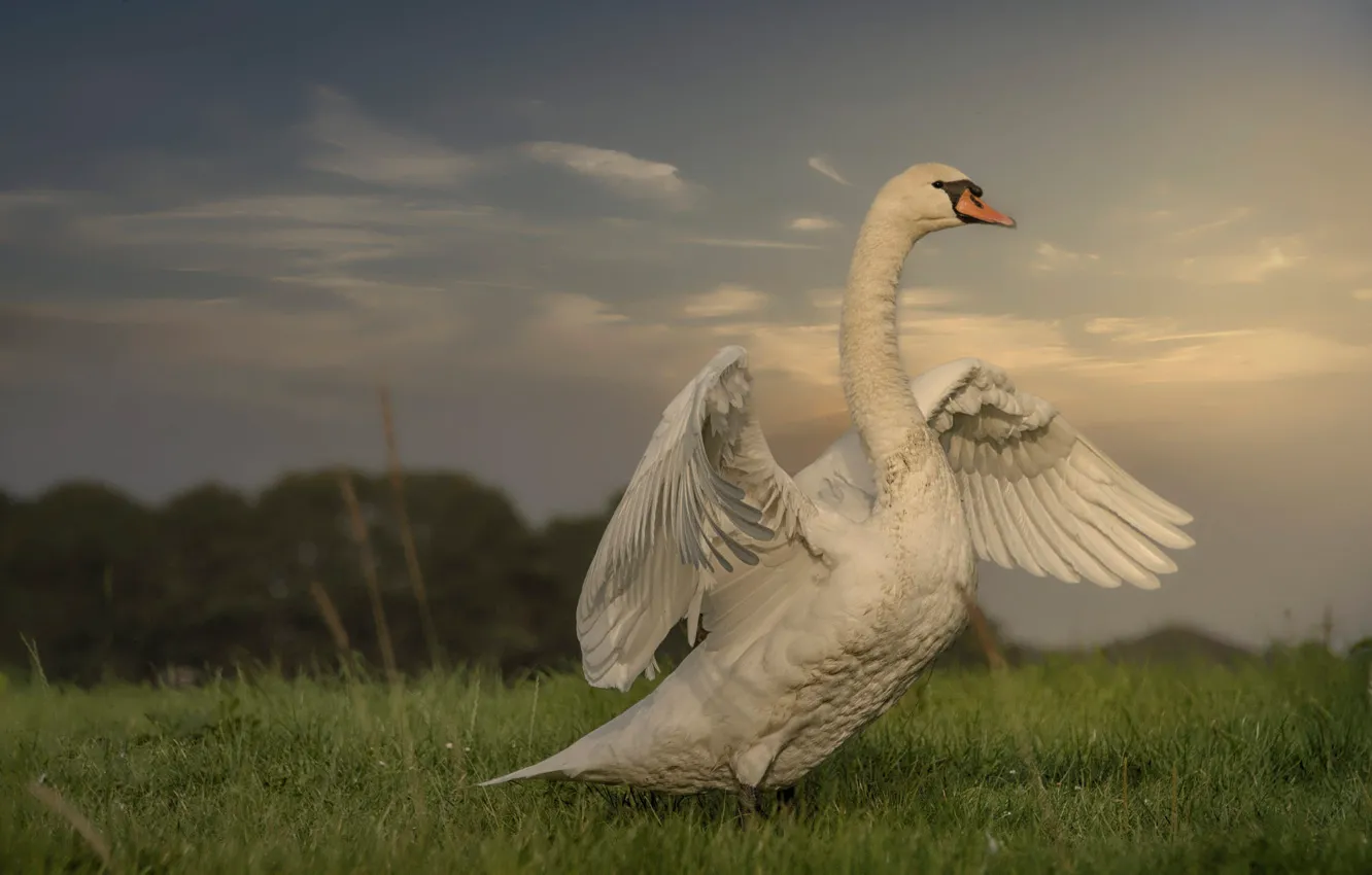 White swan amateur strip