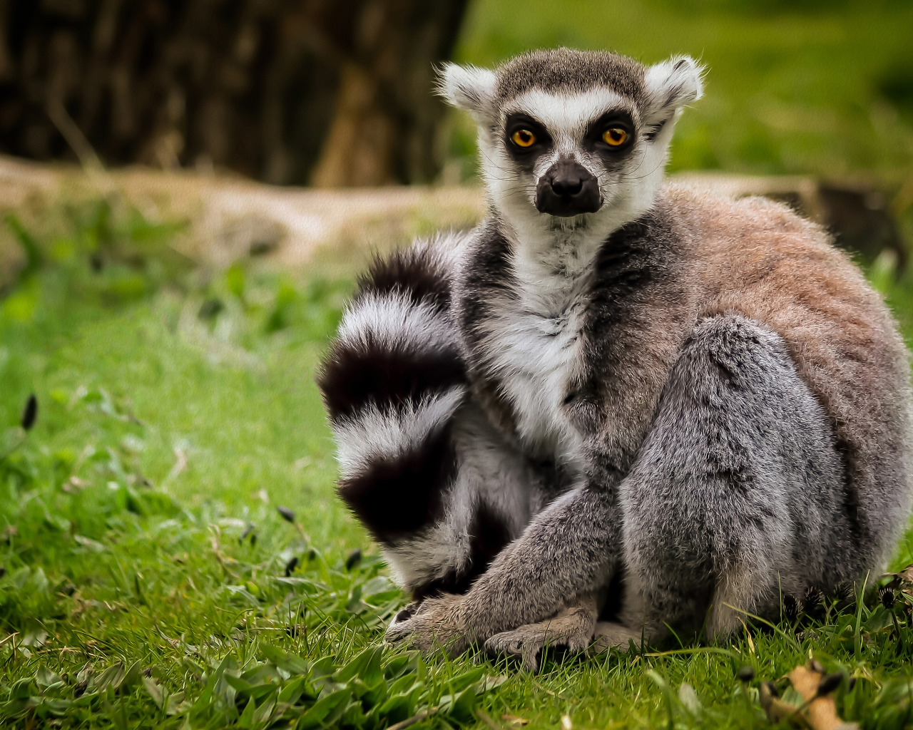 Download wallpaper grass, look, lemur, A ring-tailed lemur, Katta, section  animals in resolution 1280x1024