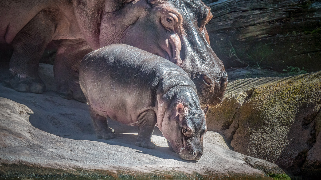 Download wallpaper baby, Hippo, mom, section animals in resolution 1366x768