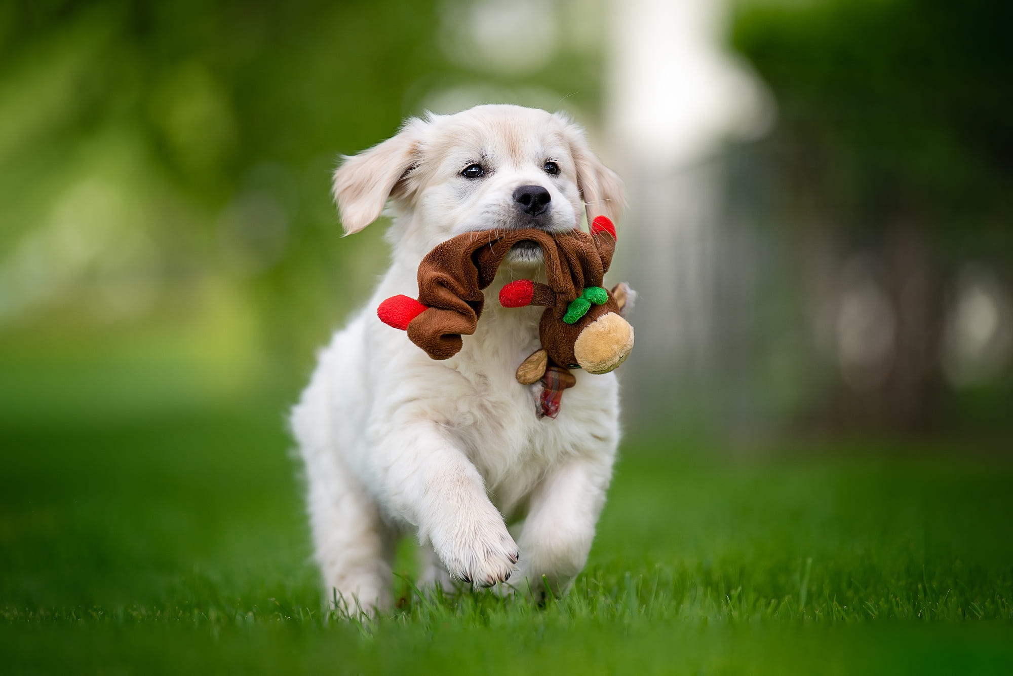 DIY Dog Toys And Enrichment Activities: Unleashing Creativity For Happy Pups