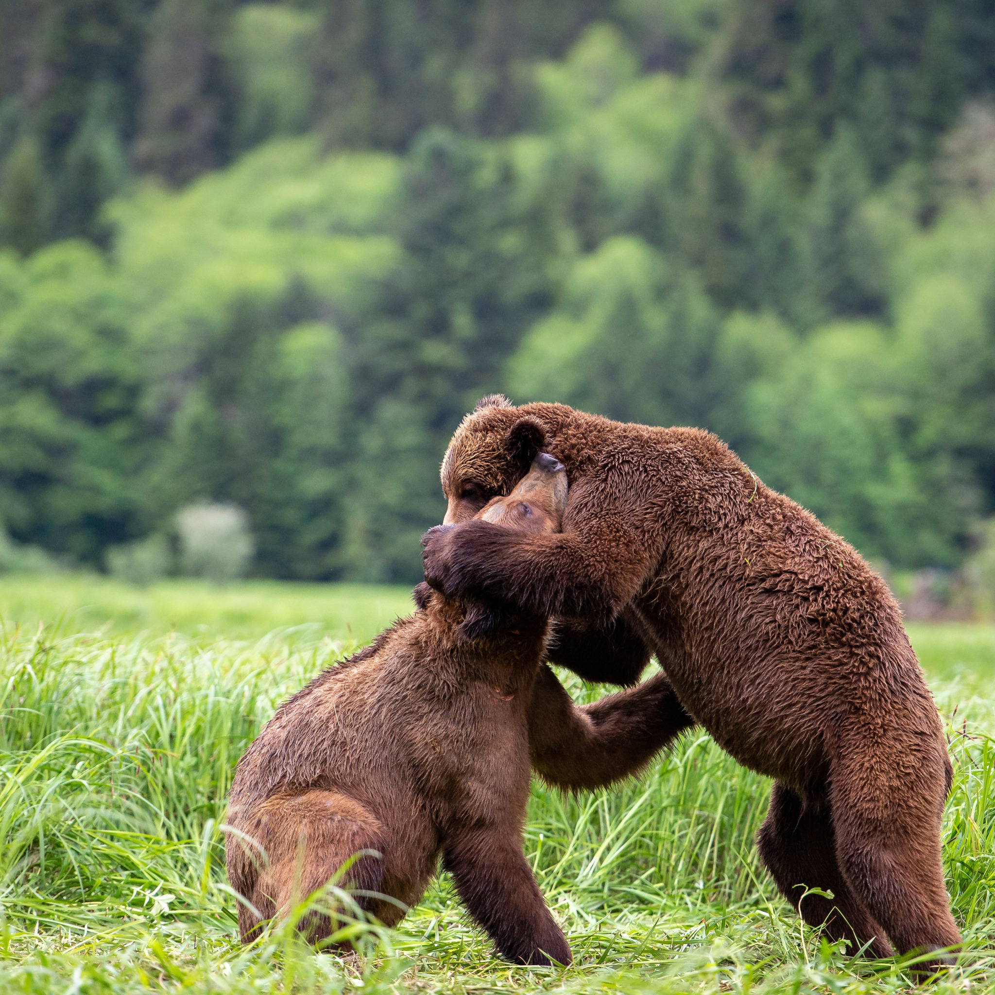 My friend bear. Медвежонок на полянке играет. Картинки 2 медвежонка в поле. Медведь в разных позах фото.