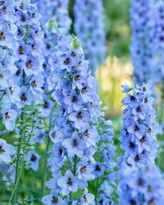 Download wallpaper macro, blue, inflorescence, Delphinium, Larkspur,  section flowers in resolution 320x400