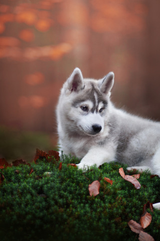 Download wallpaper moss, dog, puppy, Husky, section dog in resolution  320x480