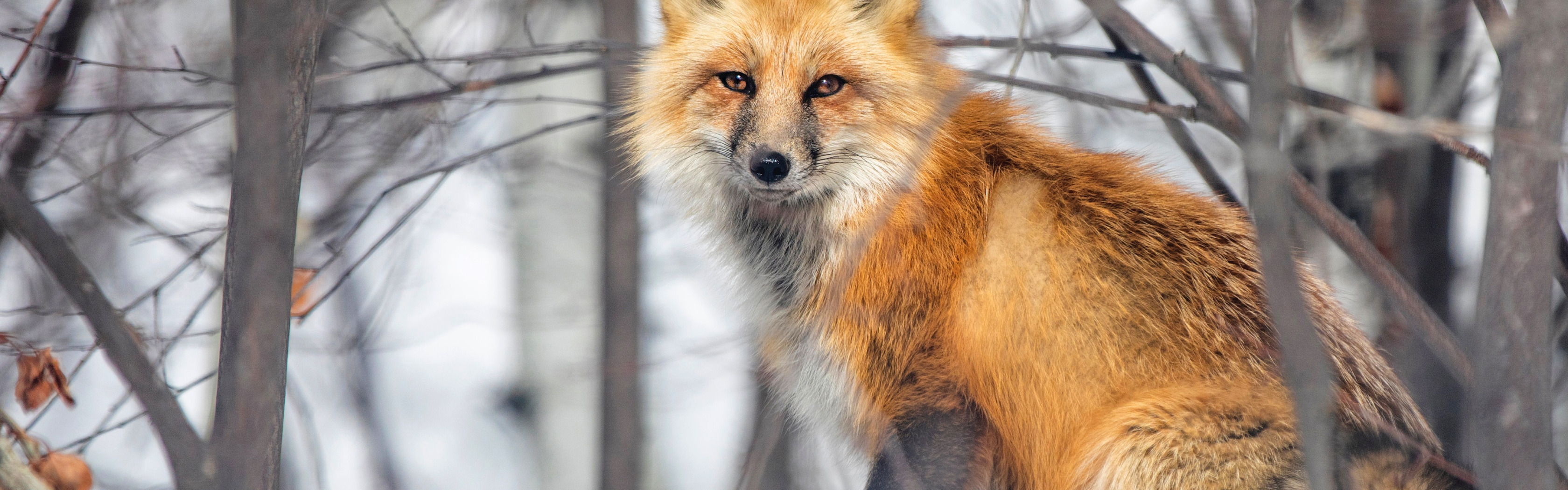 Лиса. Рыжая лиса. «Лиса в лесу». Лиса зимой. Write fox