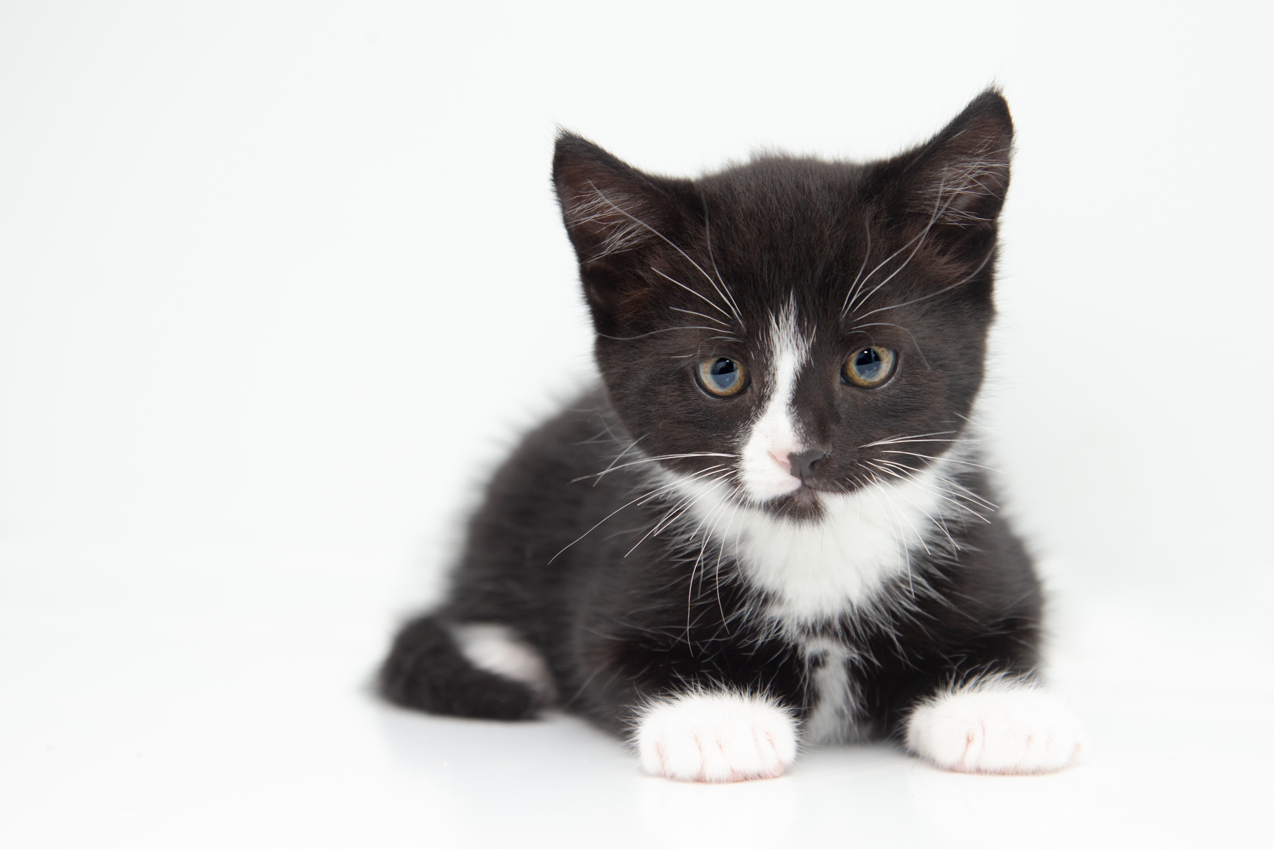 Черно белые котики. Анатолийская кошка черно белая. Европейская короткошерстная кошка чёрно белая. Котенок черно-белый. Котята чёрно белые.