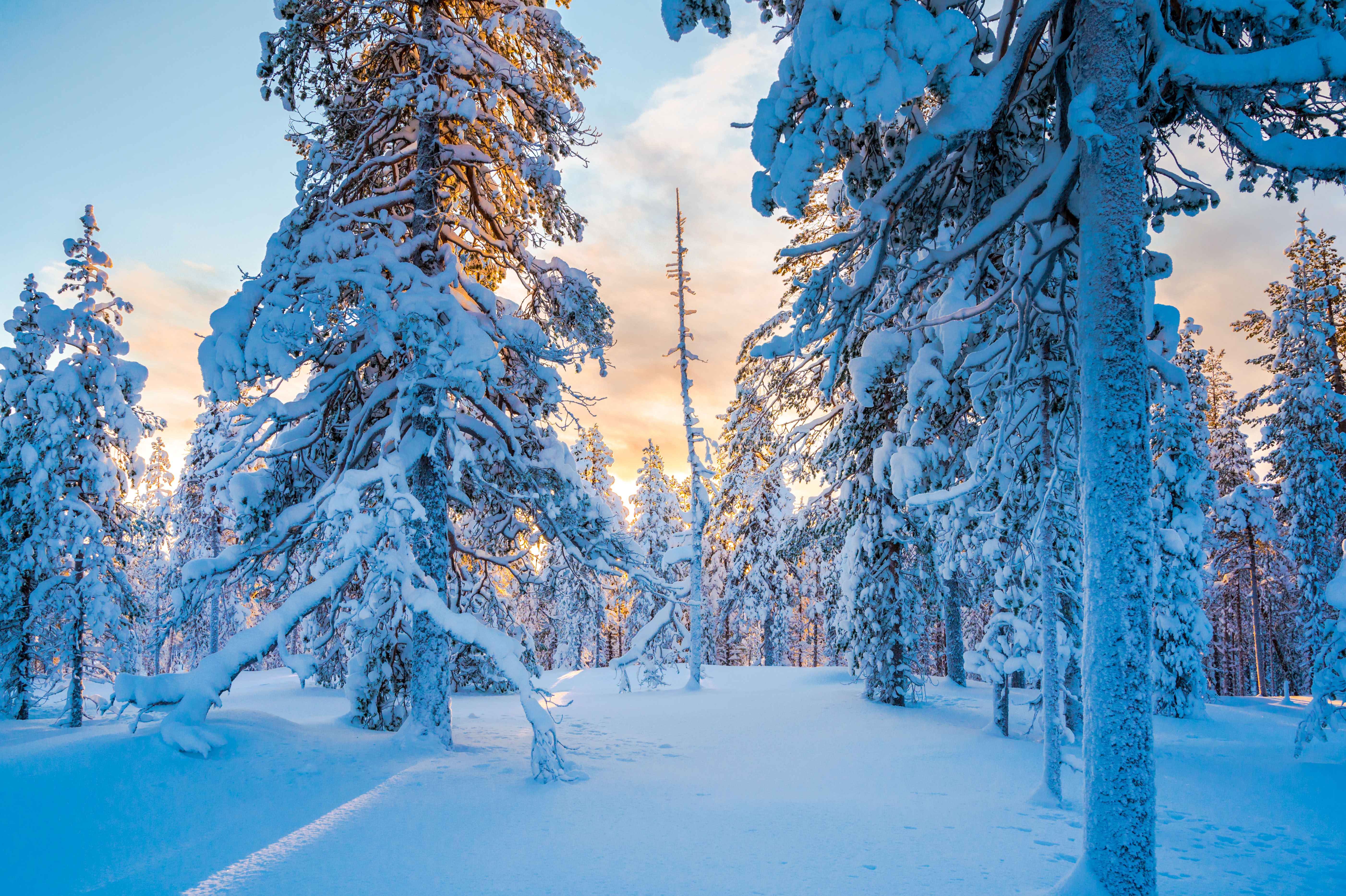 Заснеженный лес Финляндия