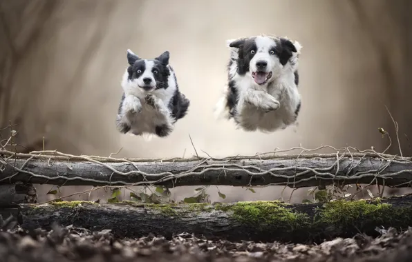 Picture dogs, jump, running, levitation