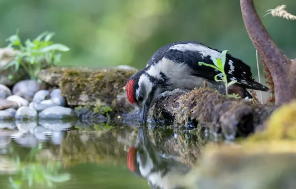 Picture water, bird, thirst, woodpecker