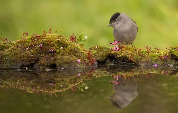 Picture water, reflection, bird, moss, Warbler, Blackcap