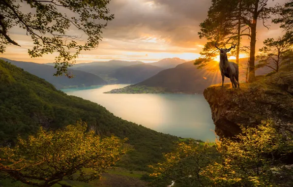 Picture the sun, rays, landscape, sunset, mountains, nature, animal, deer, Norway, the fjord, Jørn Allan Pedersen