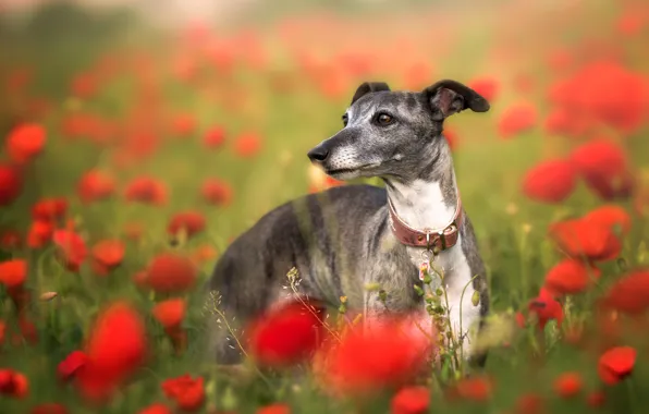 Picture flowers, Maki, dog, poppy field, Italian Greyhound