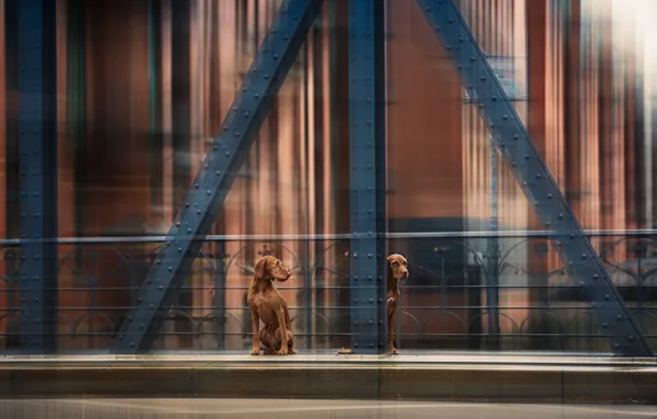 Picture dogs, bridge, movement, bridge, dogs, movement, Heike Willers