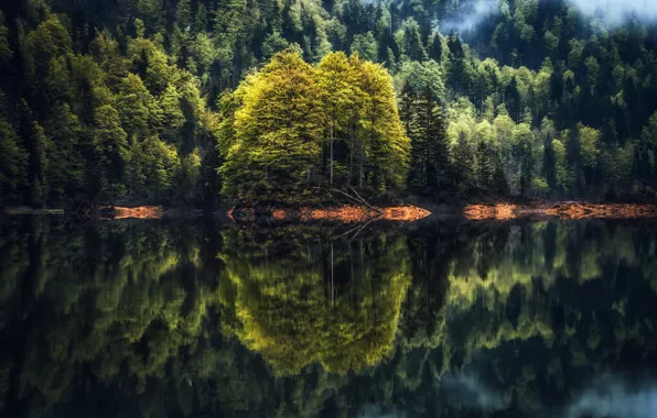 Picture forest, lake, reflection