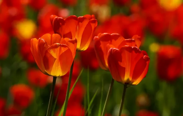 Picture flowers, tulips, bokeh