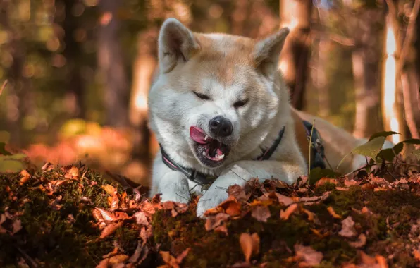 Picture autumn, forest, language, face, leaves, light, nature, pose, Park, dog, mouth, lies, licked, the expression, …