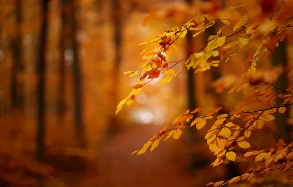 Picture autumn, leaves, branches, bokeh