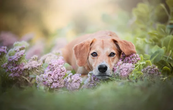 Picture summer, face, leaves, flowers, background, portrait, dog, lies, brown