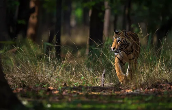 Picture forest, grass, look, light, trees, nature, tiger, pose, thickets, trunks, walk, sneaks