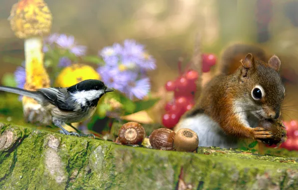 Picture flowers, nature, berries, animal, bird, mushrooms, stump, protein, nuts, animal, rodent, tit