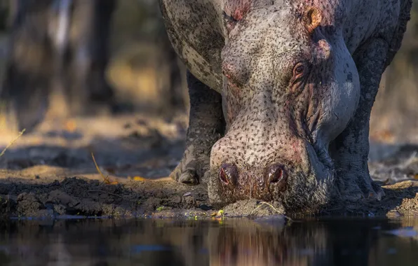 Picture face, nature, Hippo
