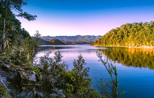 Picture forest, lake, reflection, dawn, morning, New Zealand, New Zealand, Lake Waikaremoana, Озеро Уаикаремоана