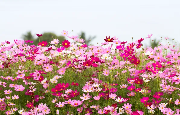 Picture field, summer, the sky, flowers, summer, pink, field, pink, flowers, cosmos