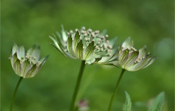 Picture plant, zvizdivka, astrantsiya