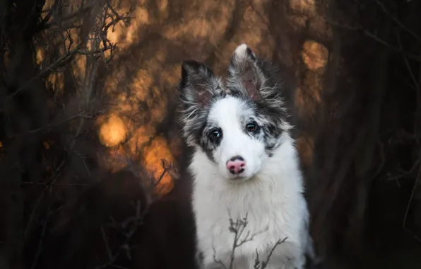 Picture forest, white, look, face, light, branches, nature, the dark background, thickets, portrait, dog, puppy, bokeh, …