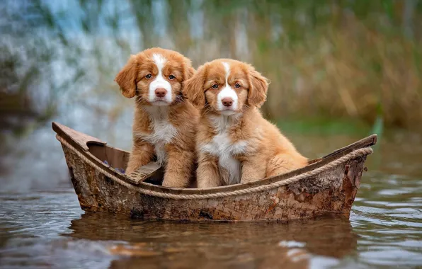 Picture dogs, look, water, nature, background, boat, puppies, red, a couple, journey, two, cuties, pond, swimming, …