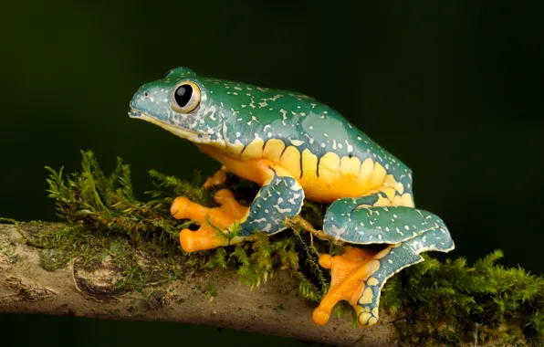 Picture frog, branch, whimsical tree frog, fringed leaf frog