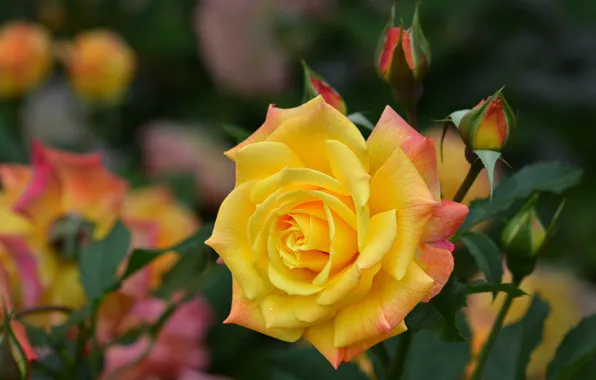 Picture flower, nature, rose, buds, yellow