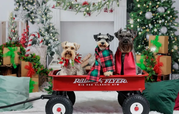 Picture dogs, Christmas, gifts, New year, truck, tree, trio, decoration, Trinity, Schnauzer