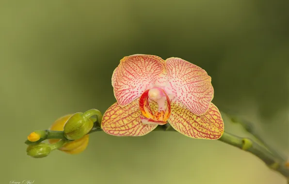 Picture flower, macro, nature, Orchid, Phalaenopsis