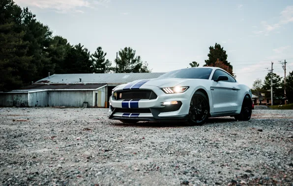 Picture Mustang, Ford, Sunset, White, Evening, Shalby