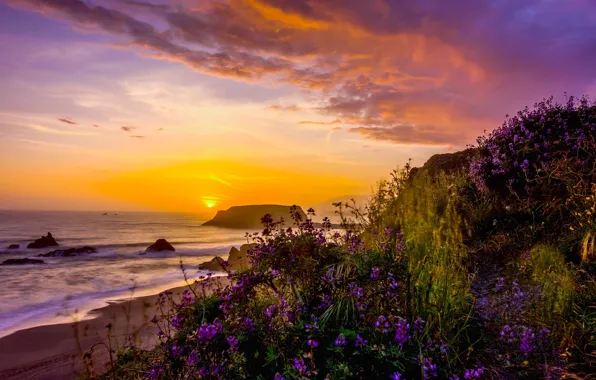 Picture landscape, sunset, nature, the ocean, shore, vegetation, USA