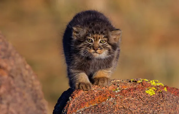 Picture cat, nature, stones, kitty, background, small, baby, kitty, wild cats, face, cub, manul