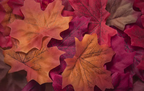 Picture autumn, leaves, background, colorful, red, maple, background, autumn, leaves, autumn, maple
