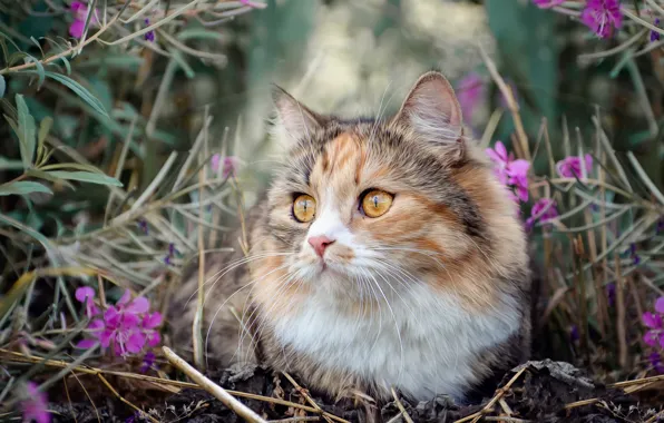 Picture cat, grass, nature