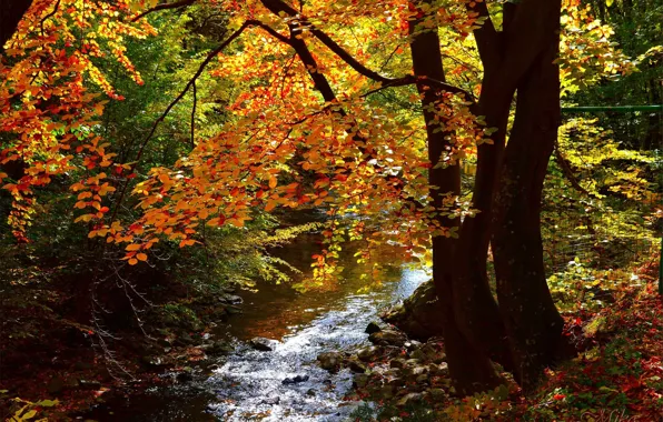Picture Autumn, Forest, Fall, River, Autumn, River, Forest