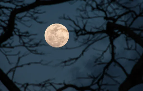 Picture the sky, night, branches, nature, tree, the moon, the full moon