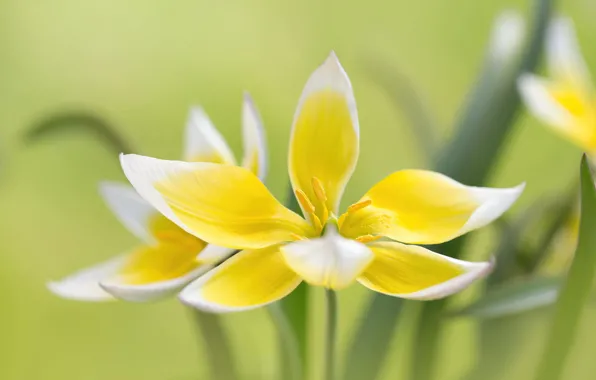 Picture macro, Tulip, petals, bokeh