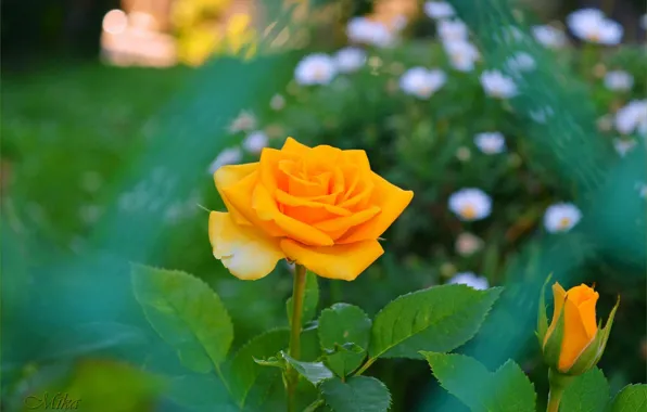 Picture rose, Yellow rose, Yellow rose