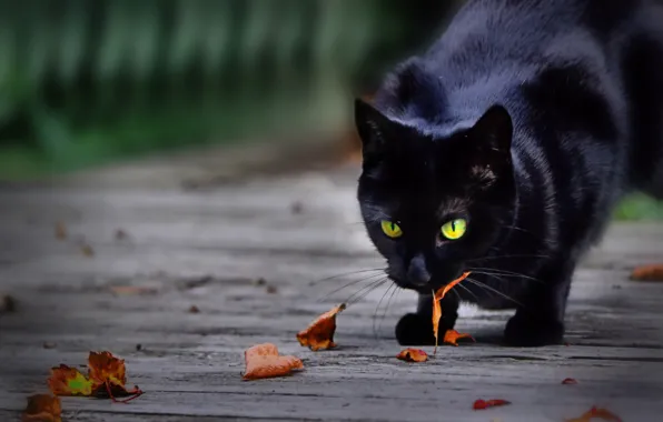 Wallpaper leaves, cat, black cat images for desktop, section кошки -  download