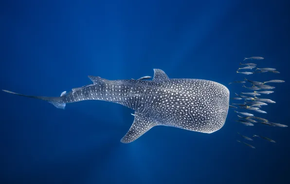 Picture sea, fish, the ocean, under water, Madagascar, The whale shark