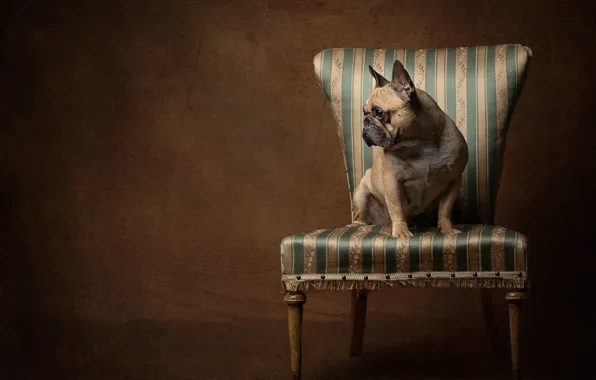 Picture background, dog, chair, French bulldog