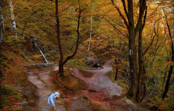 Picture Autumn, Trees, Forest, Trail, Dog, Fall, Autumn, Forest, Trees, The West highland white Terrier