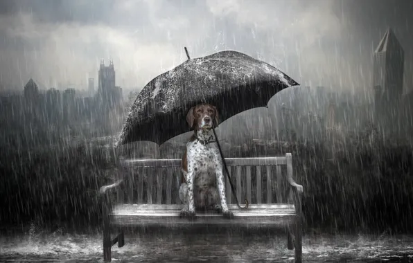 Picture rain, dog, umbrella, bench