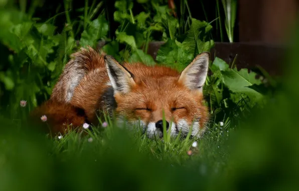 Picture grass, face, sleep, Fox, red, sleeping
